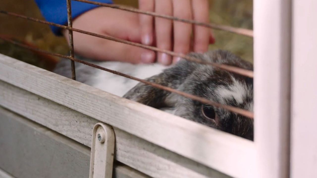Konijnen op Algemene School Oost in Bergen op Zoom (beeld: Provincie Noord-Brabant).