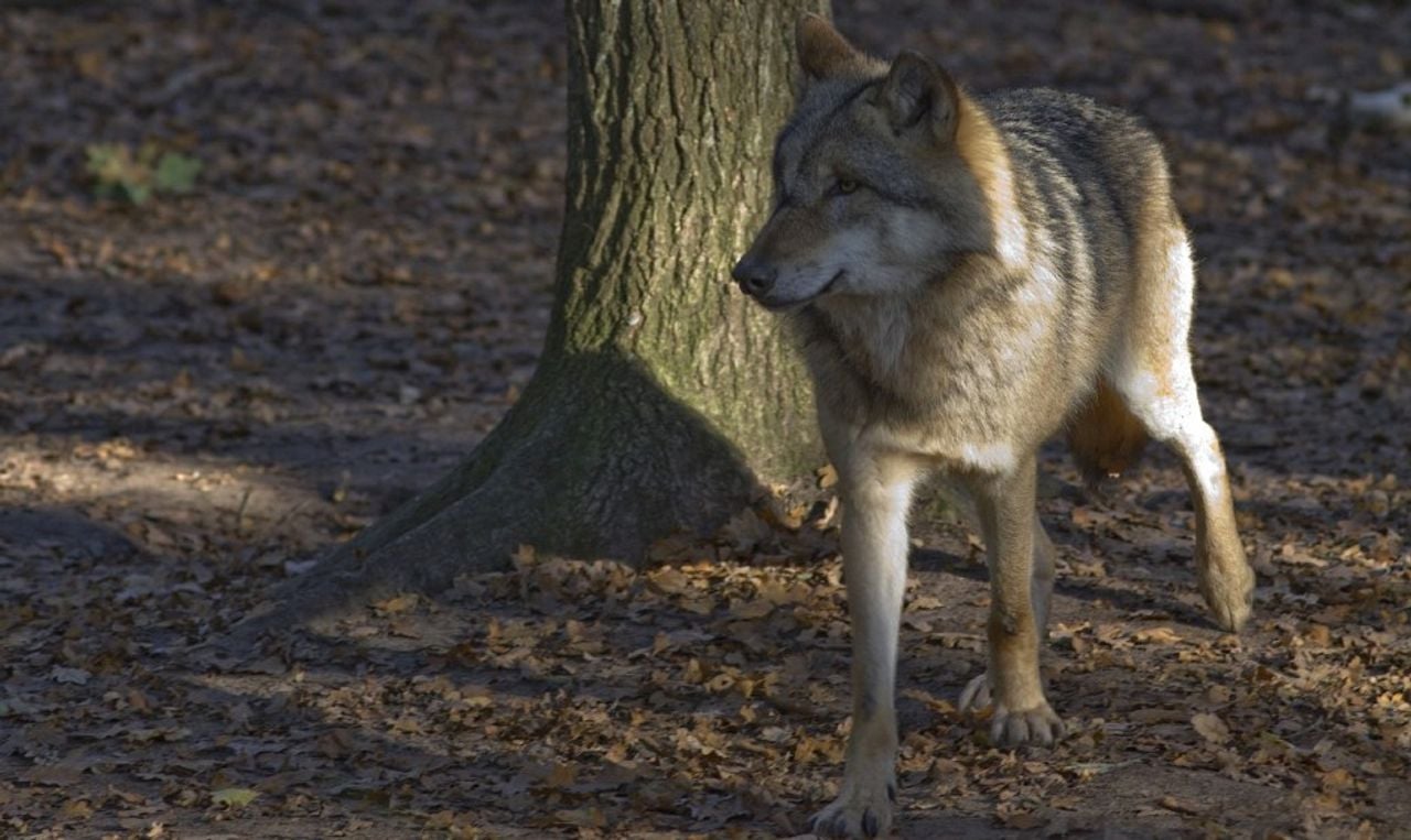De wolf (foto: Mark Zekhuis).