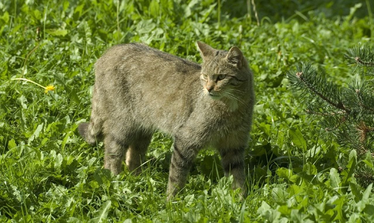 Wilde kat (foto: Jan van der Straaten).