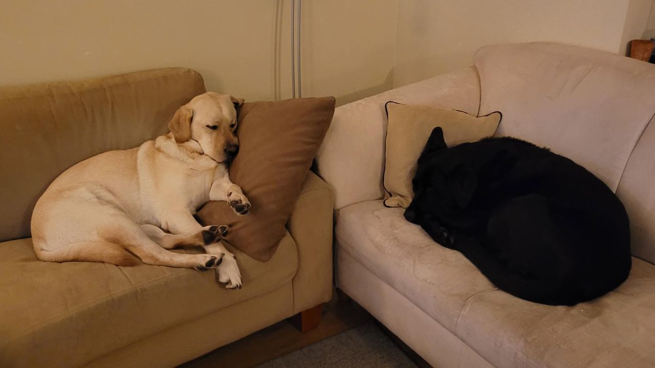 Met Ilax en Cilla liep het gelukkig goed af (foto: Jan van Raak).