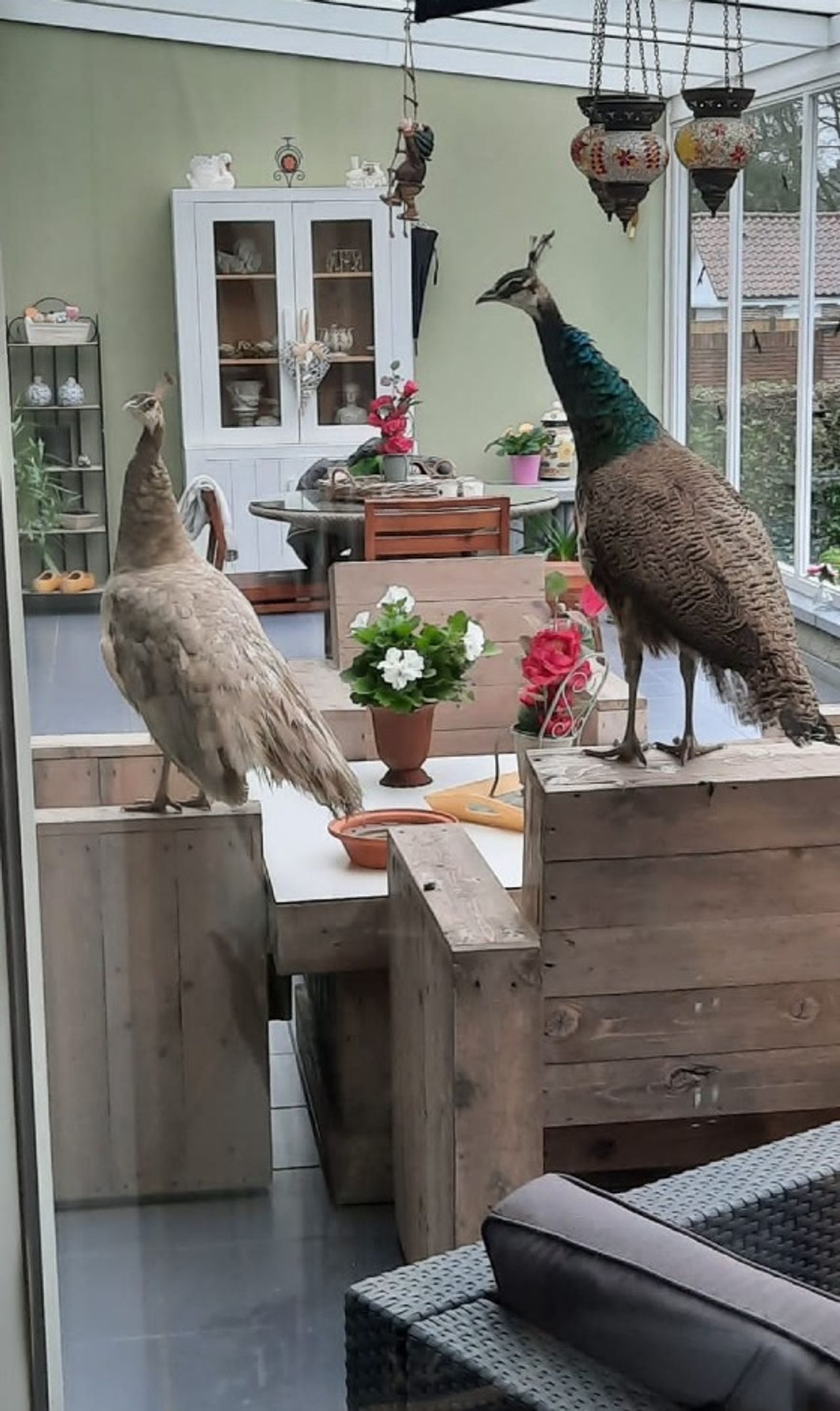 Moeder en dochter pauw in de serre (foto: Twan Schijvenaars).