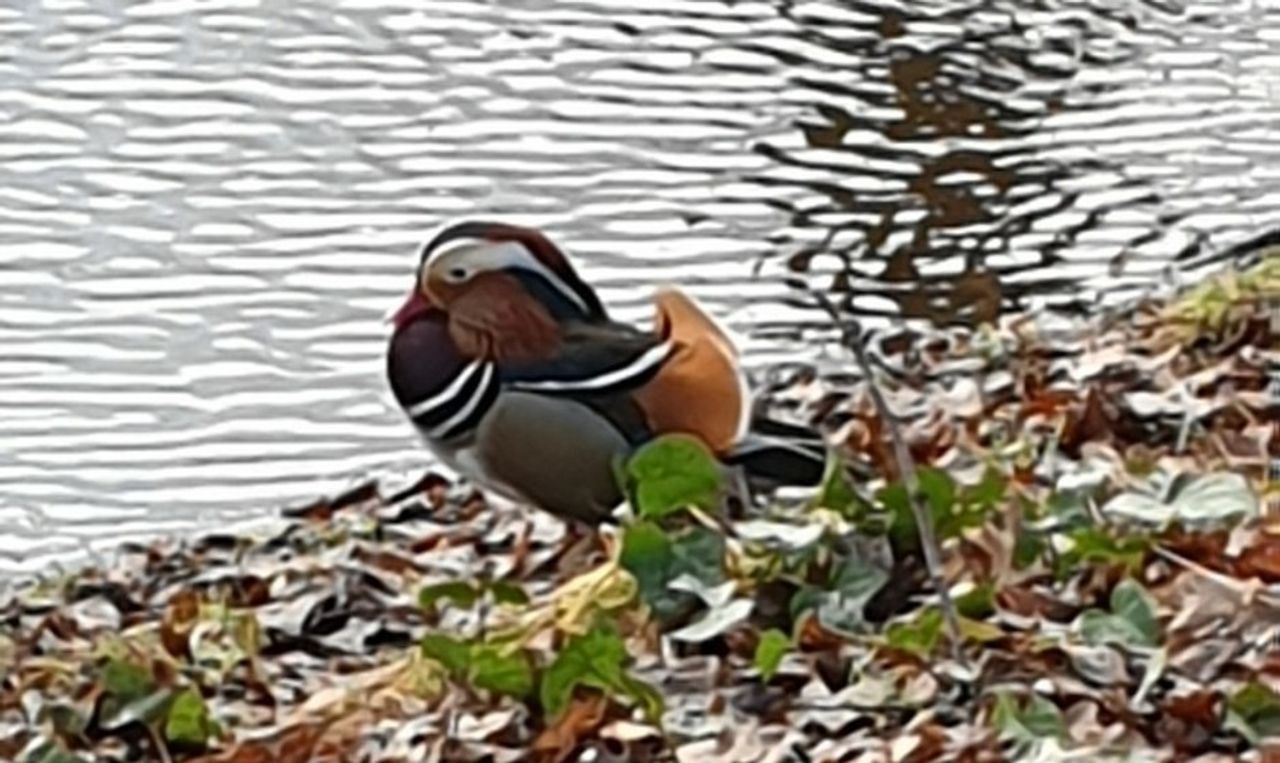 Het mannetje van de mandarijneend, in Oisterwijk (foto: Patriz van Linden-Potters).