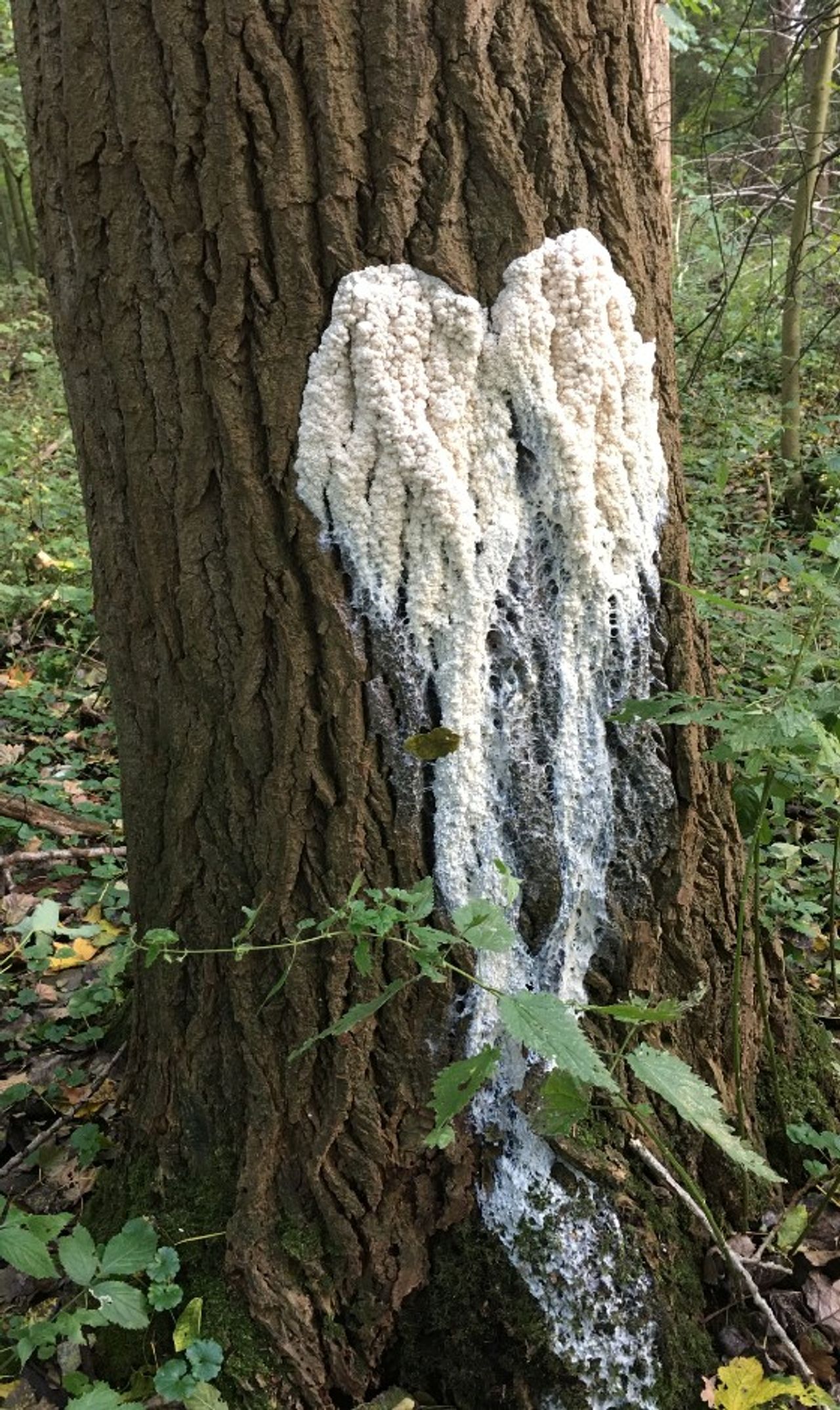 Een zwartreuzenkussen (foto: G. Reijersen).