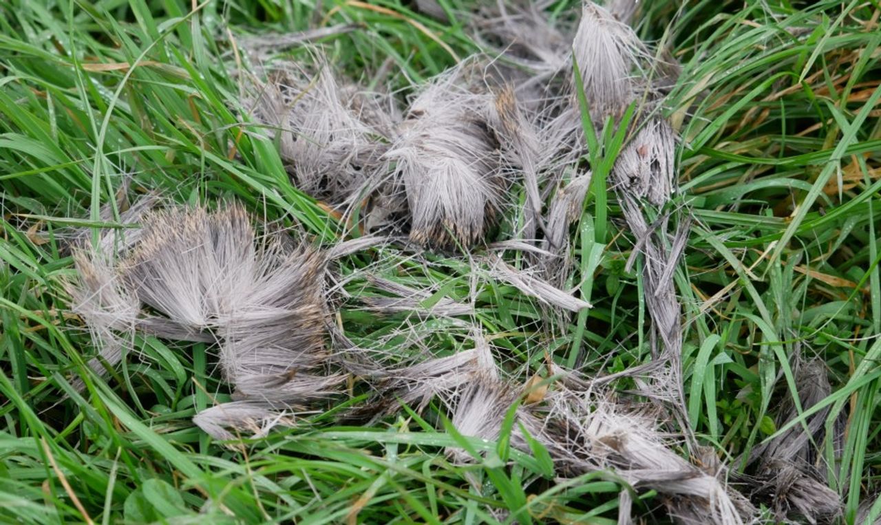 Plukjes haren van een ree (foto: Frans van Asten).