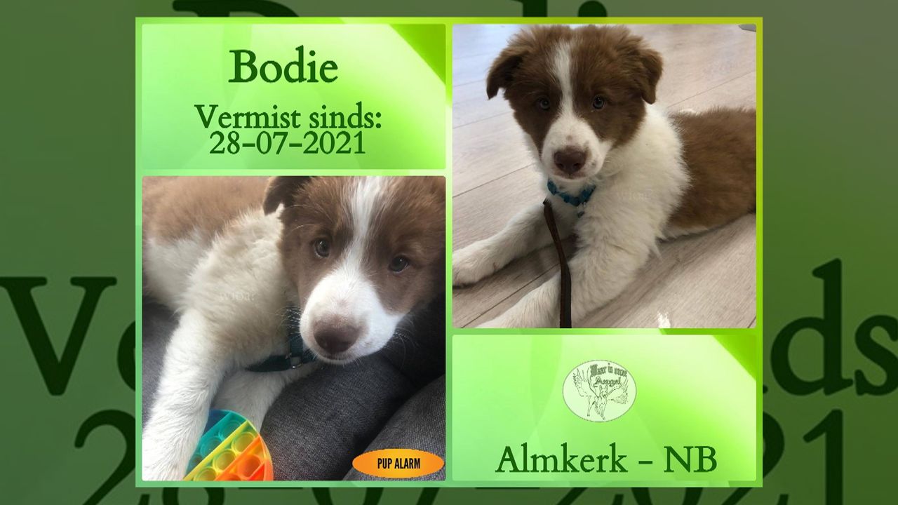 Opsporingsbericht van Bodie, die na 192 dagen weer thuis is. 