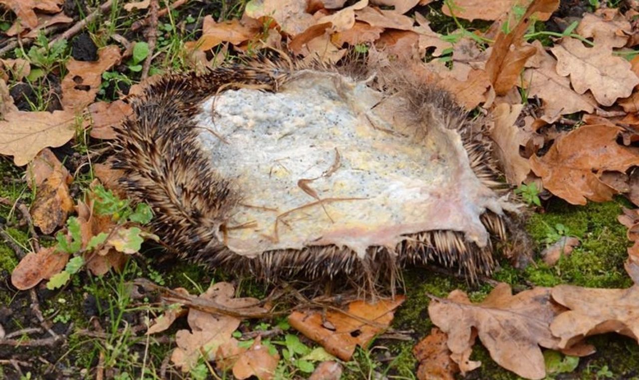 Een egelhuidje (foto: Nature Today).