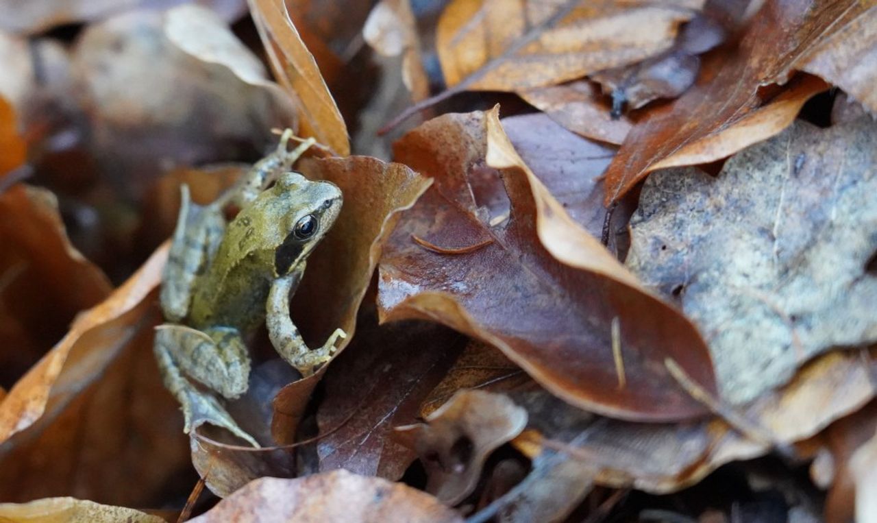 Jonge bruine kikker nu al in de Hubertusbossen gezien door Tom en Nelie van den Heuvel 