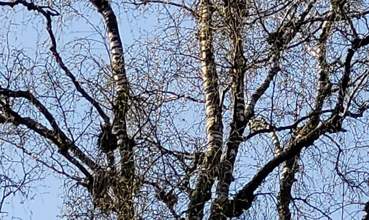 Een berkenboom vol heksenbezems(foto: Carool IJpelaar).