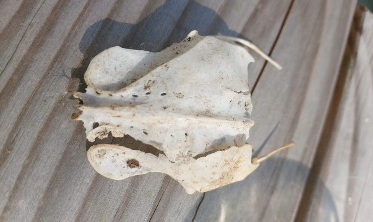 Het achterlijf van een vogel (foto: Ingrid Thijssen).