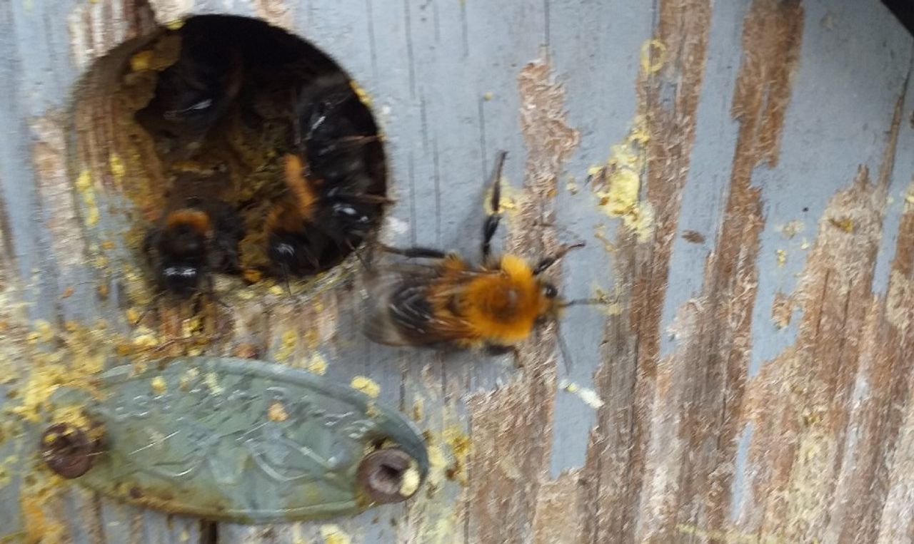 Boomhommels kraken met succes een mezenkast (foto: Ruud van Tichelt).