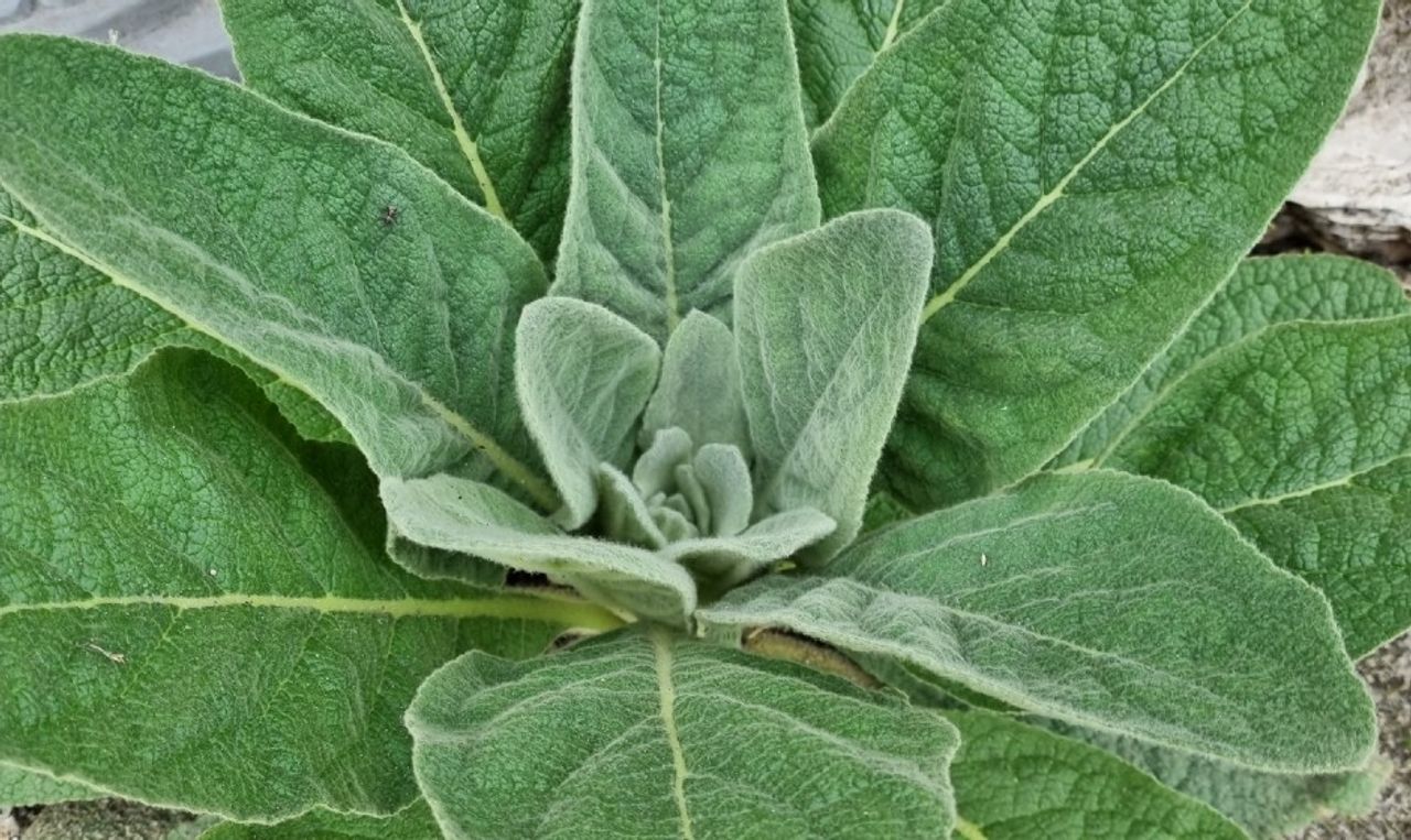 Rozet van een toorts