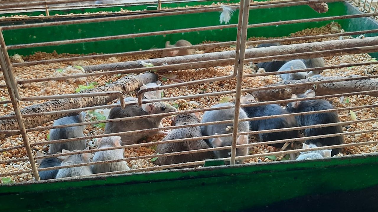 De helft van alle muizen zat in kooitjes en plastic bakken (foto: LID).