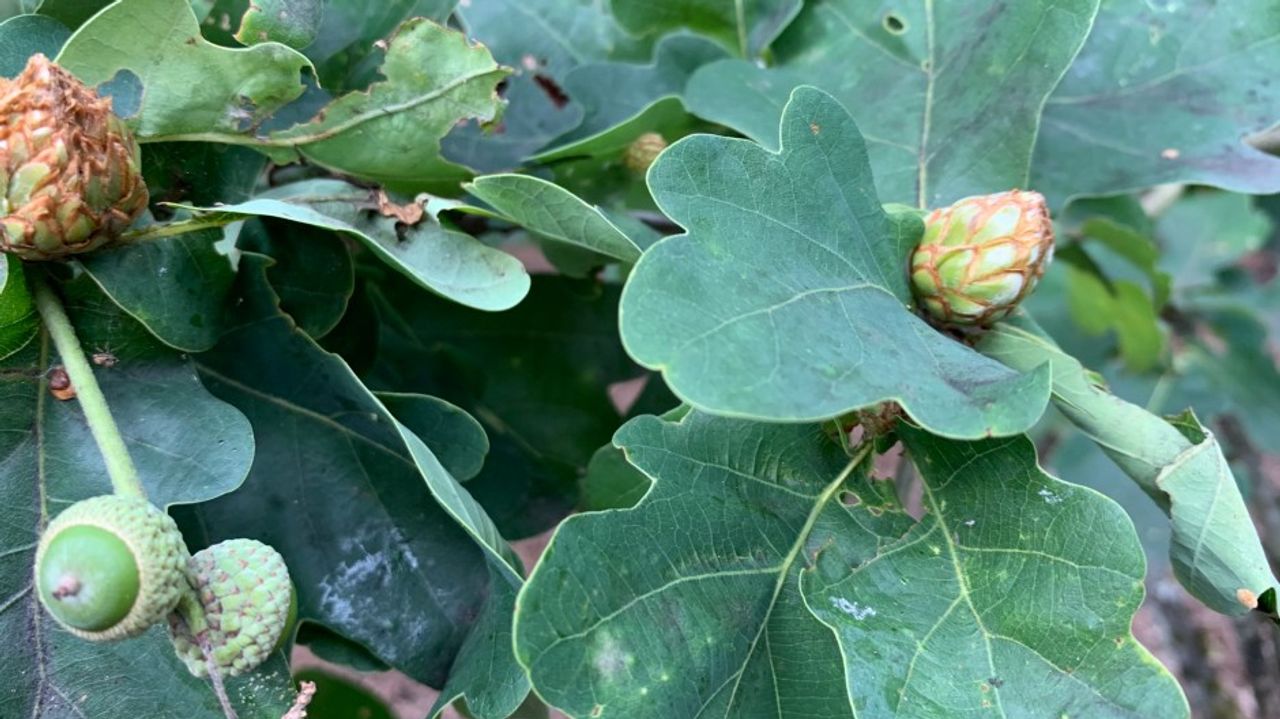 Foto: Jo van der Meijden