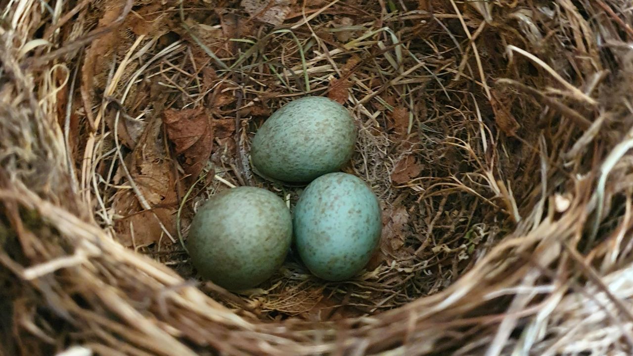 Vlak voordat het 4e ei gelegd werd (foto: JacquelineBosters-Goorden)