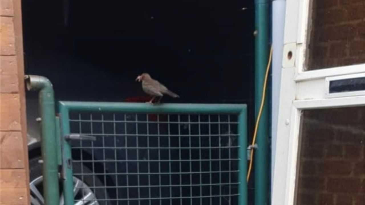 Moeder merel met wormen in haar bek (foto: Jacqueline Bosters-Goorden)