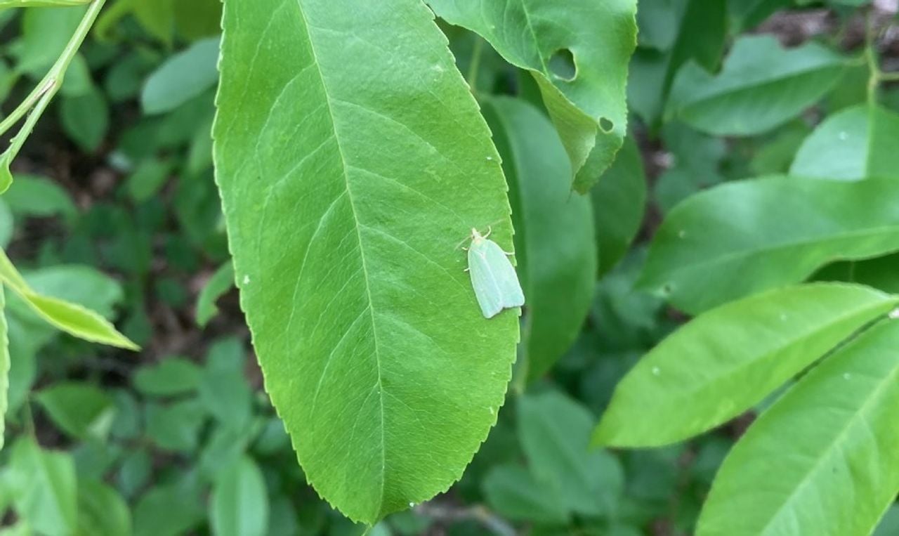 De groene eikenbladroller (foto: Tiny van Keulen).