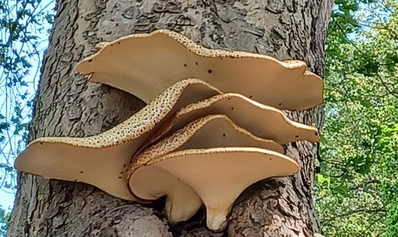 Zadelzwammen (foto: Ida van de Reij).