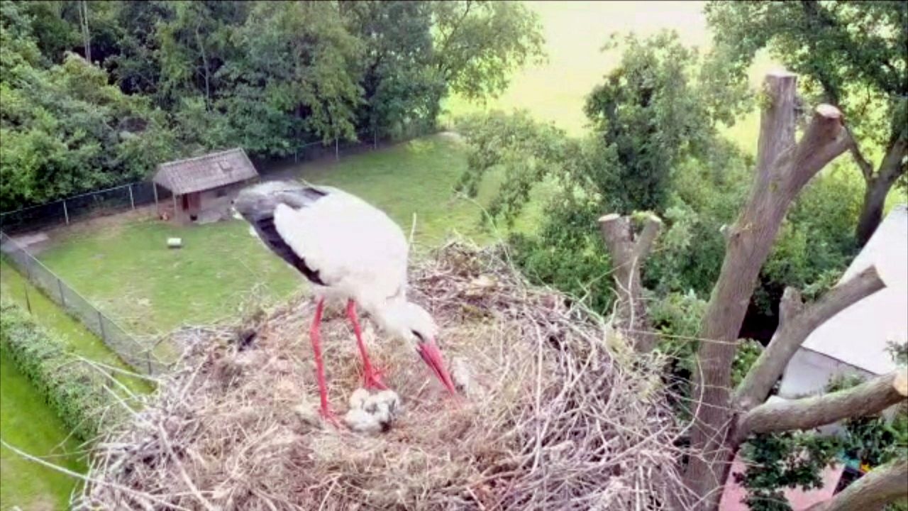 Dronebeeld van de Ooievaars (eigen foto)