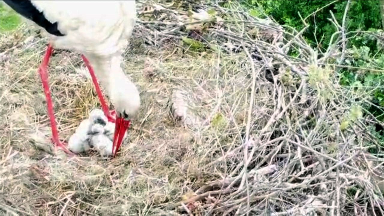 De kleine ooievaartjes (eigen foto)