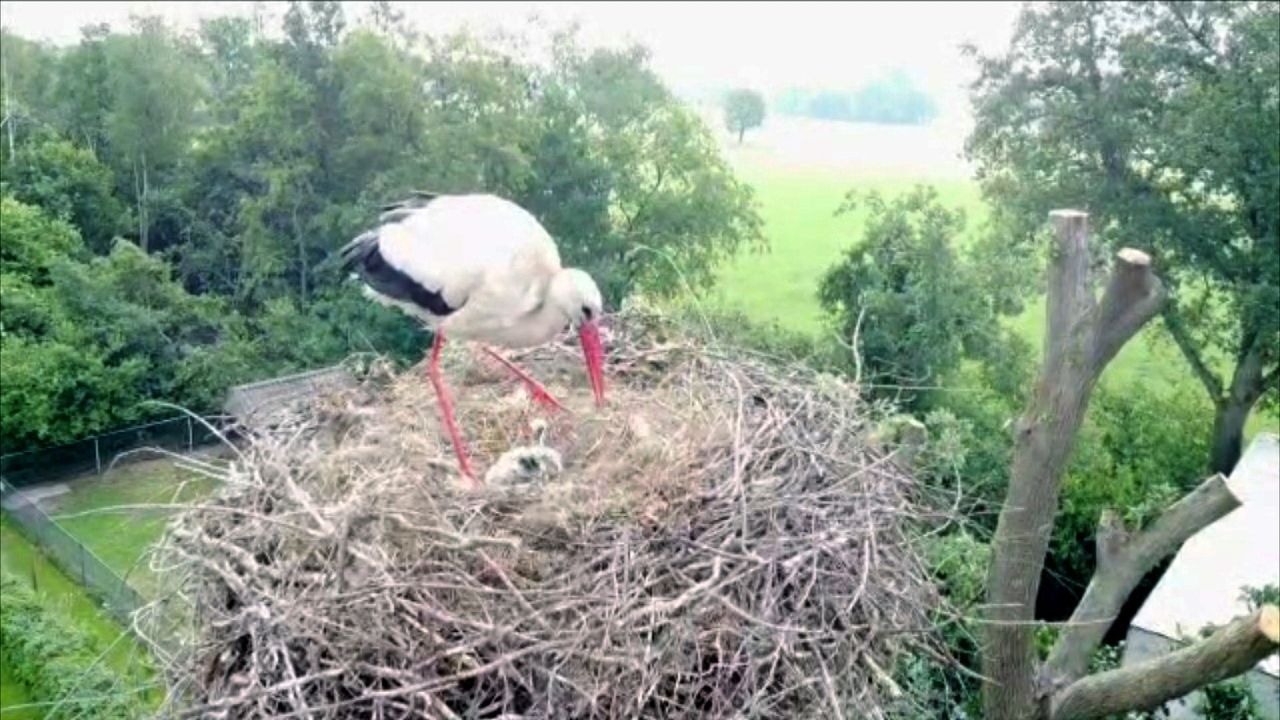 De ooievaars in de getopte boom (eigen foto)