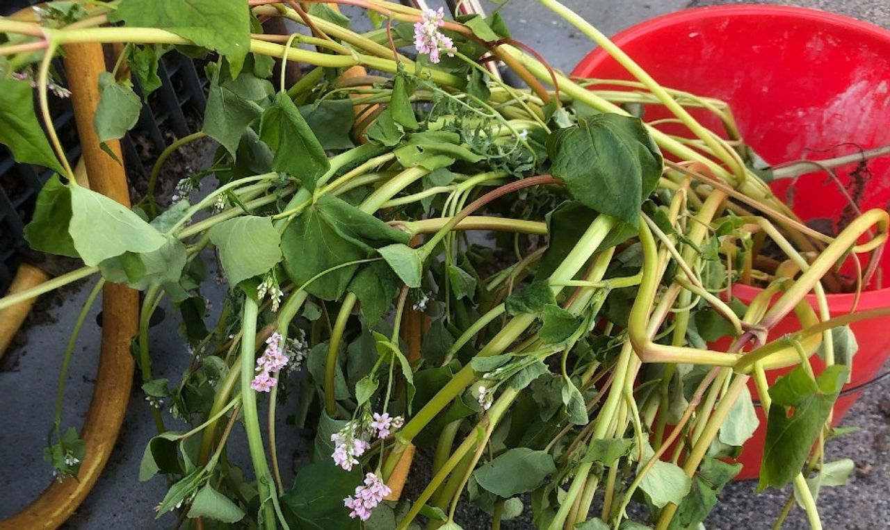 Dit is boekweit, de bloemen lijken enigszins op beukennootjes (foto: Elly Mathijssen).