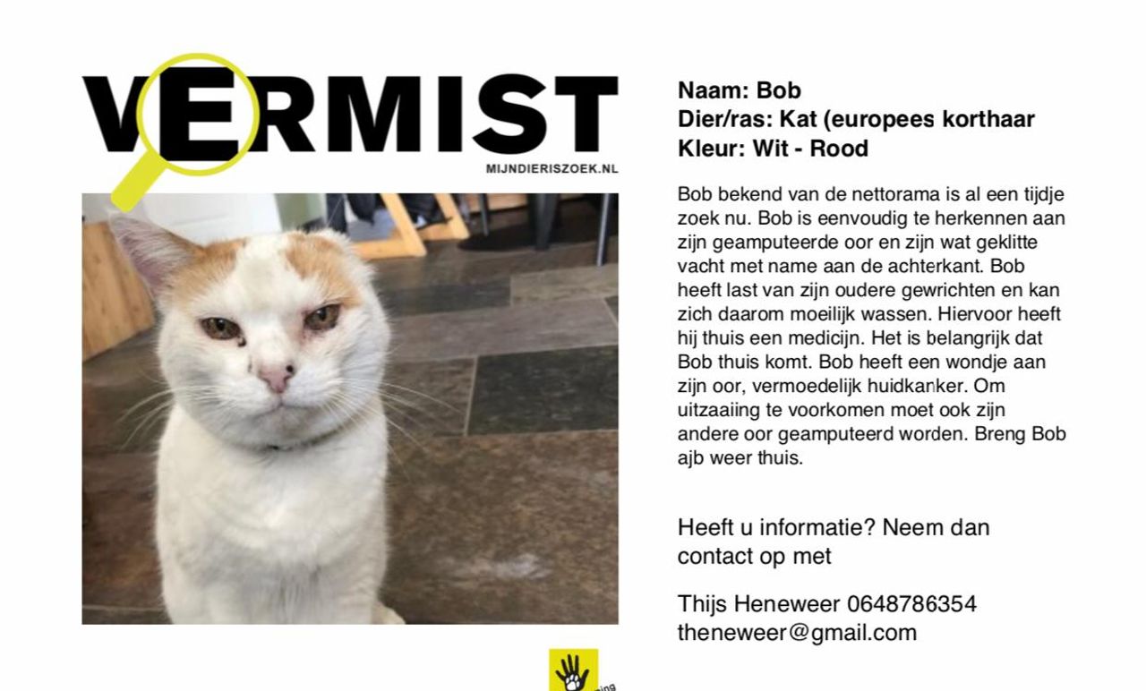 Drie jaar verdween Bob, zijn oor was toen al door kanker aangetast (foto;:archief)