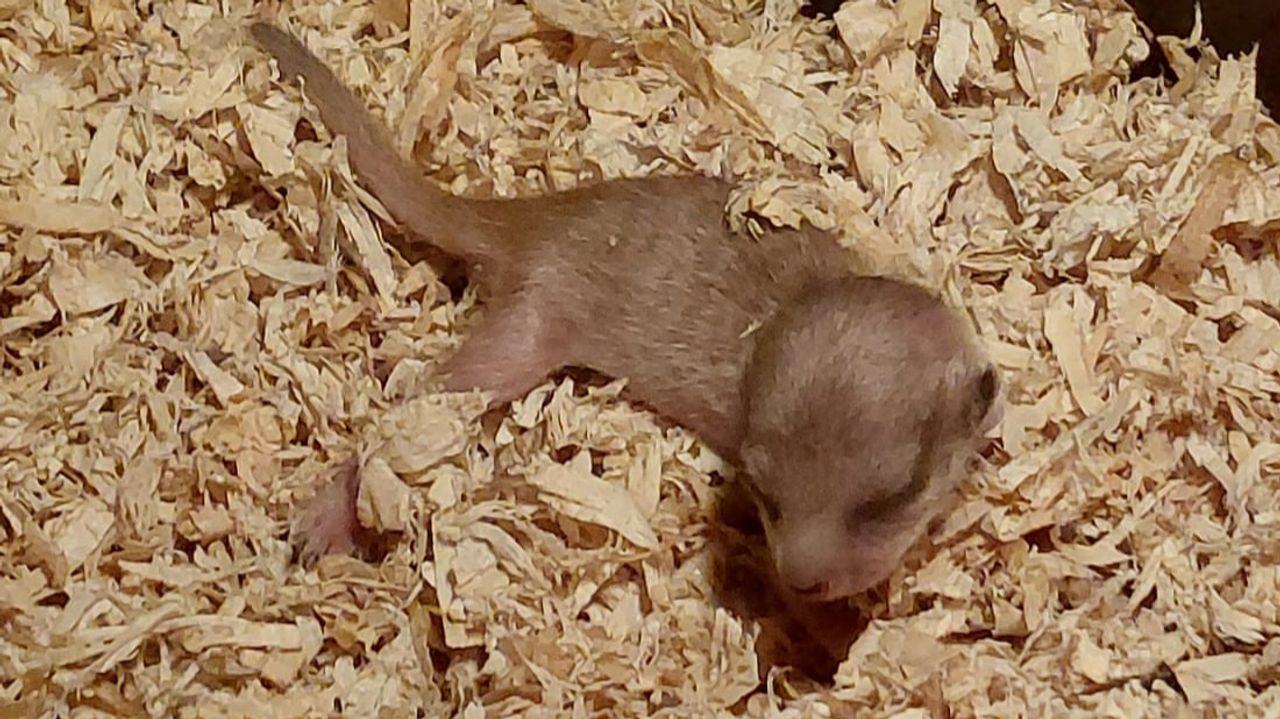 Houdini's zoon (nog naamloos) in vol ornaat (foto: De Oliemeulen).