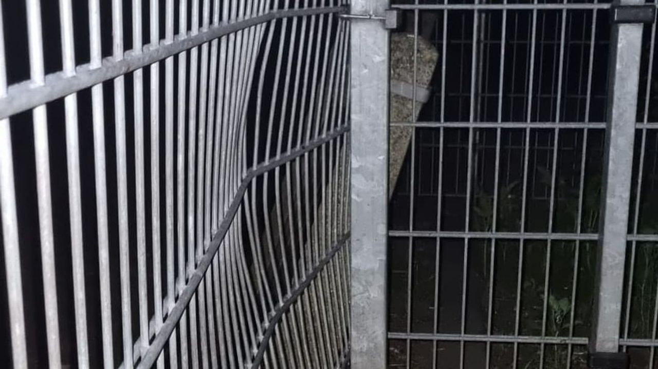 In paniek ramde het hertje tegen het hek dat nu gedeukt is. Foto: Dierenparken Helmond.