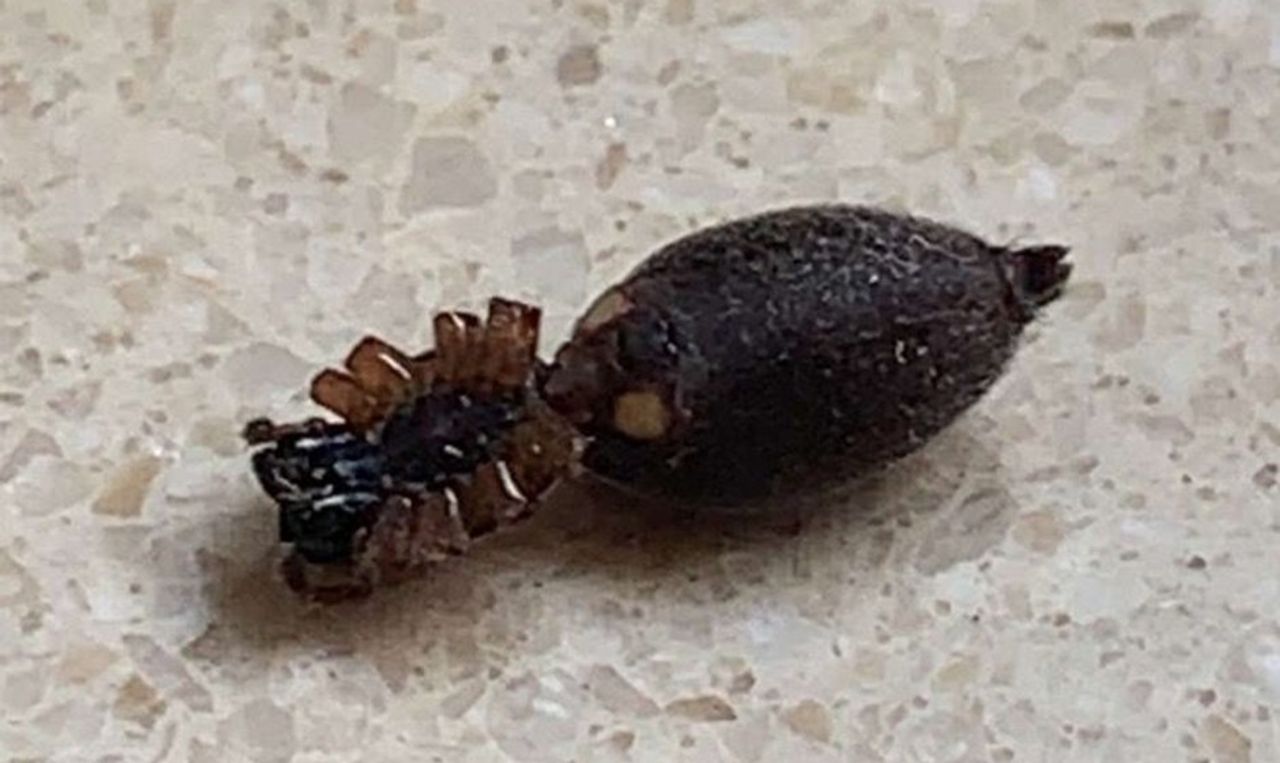 Een door spinnendoders verlamde spin. 