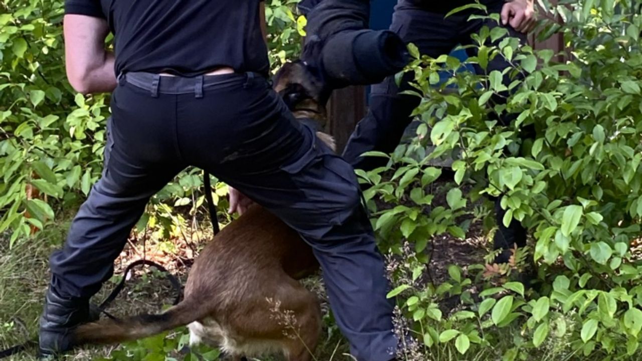 De allergrootste beloning voor de surveillancehond. Hap. 