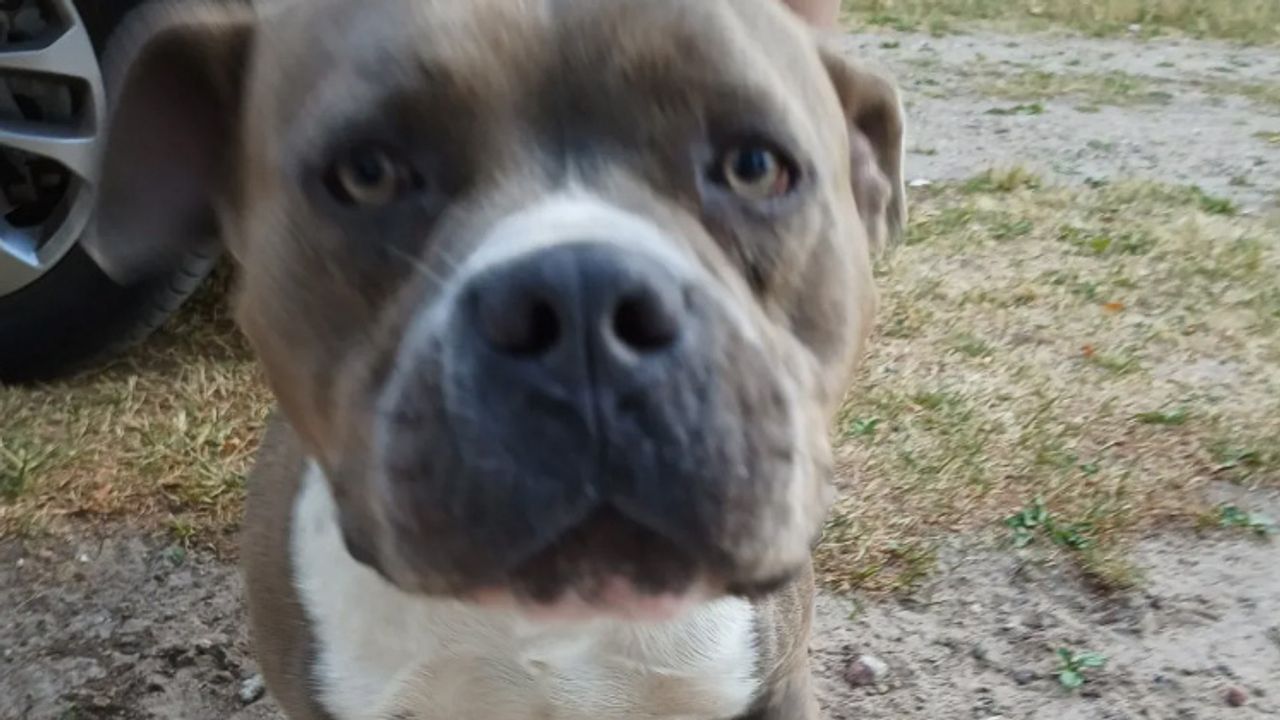 Foto: boastaatsbosbeheerbrabant/instagram