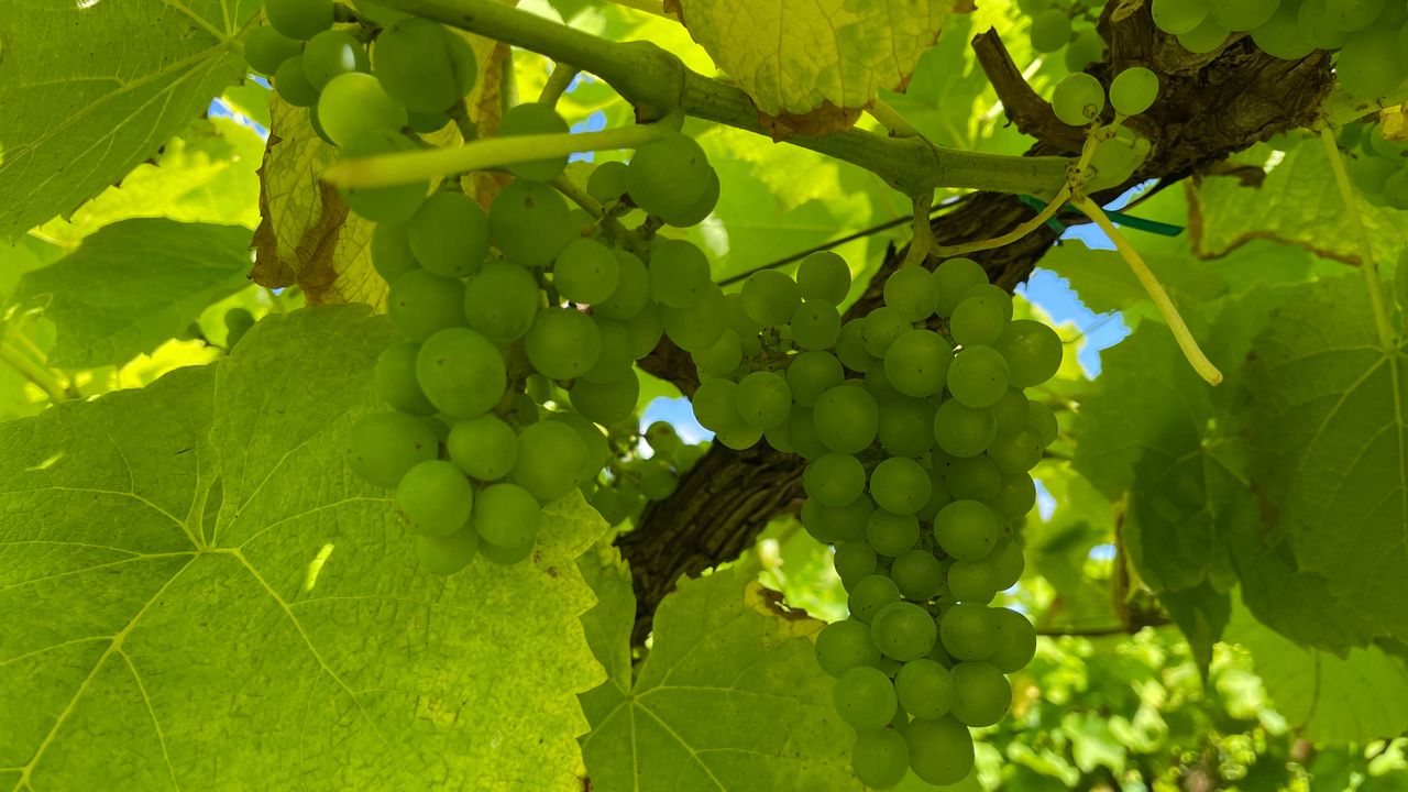 De druiven krijgen veel zonlicht en warmte dit jaar (foto: Jan Waalen).