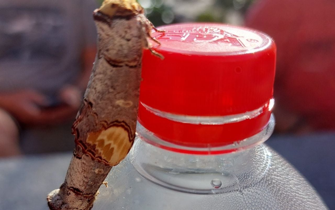 Paring van twee nachtvlinders met de mooie naam wapendrager op het flesje van de fotograaf (foto: Will Kemps).