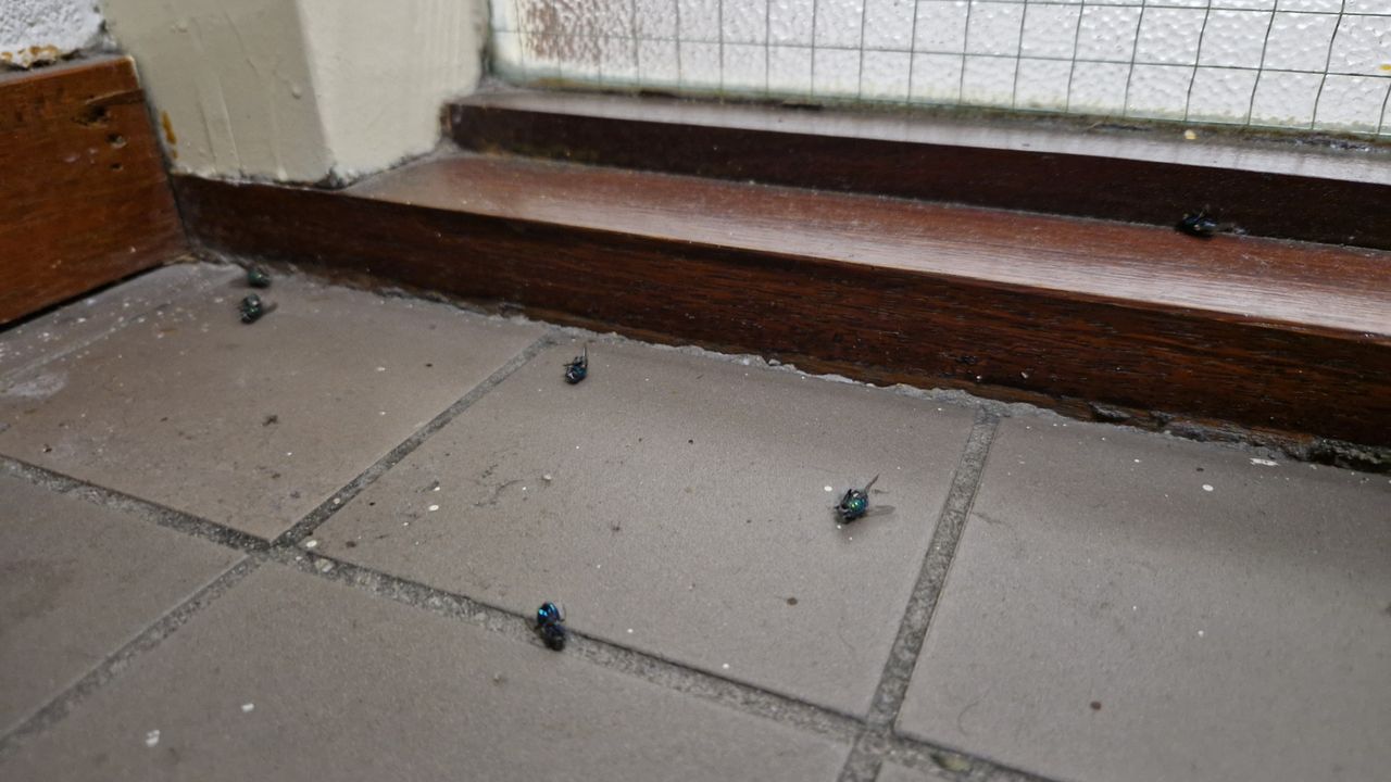 Foto: Noël van Hooft