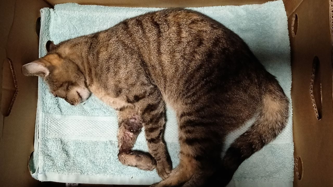 Eva met haar gebroken pootje.