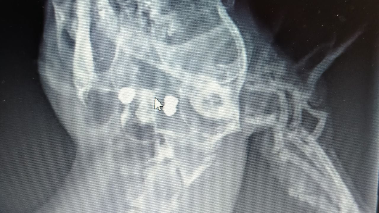 Eva had twee kogels in haar lijfje.