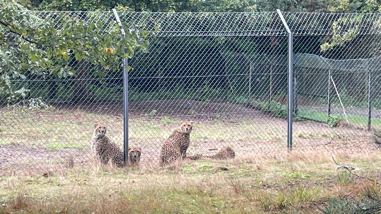 Een deel van de jachtluipaarden. (foto: Omroep Brabant)