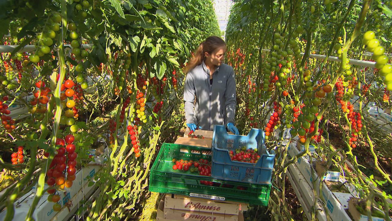De glastuinbouw heeft het moeilijk (foto: Omroep Brabant).