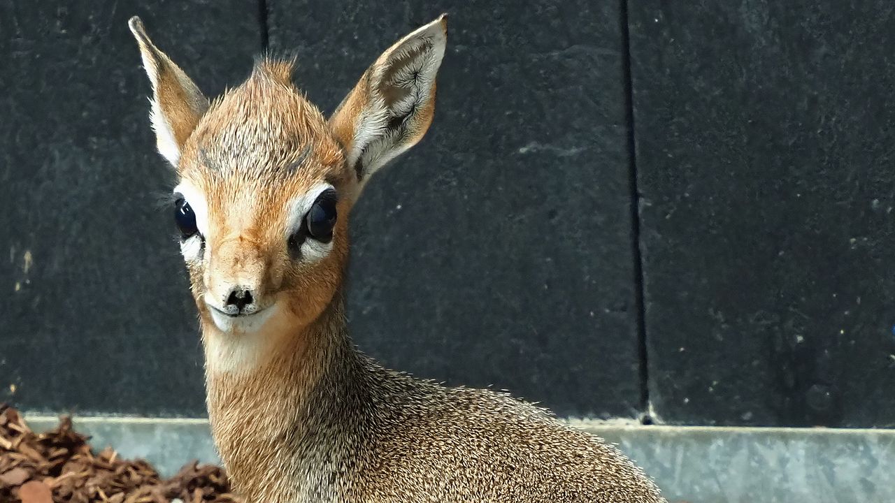 Bibi lacht naar de camera.