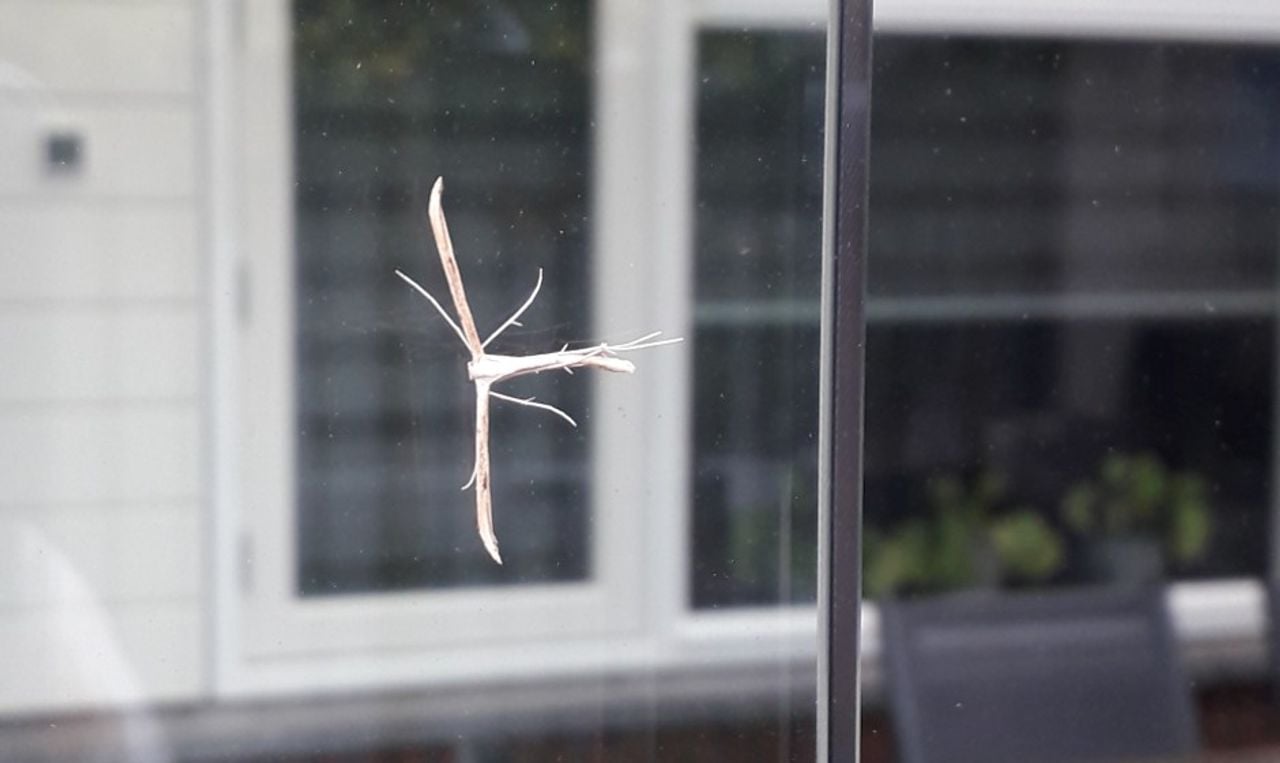 Dit is de windeverdermot die zijn vleugels heeft opgerold (foto: Anja Bastiaanse) 