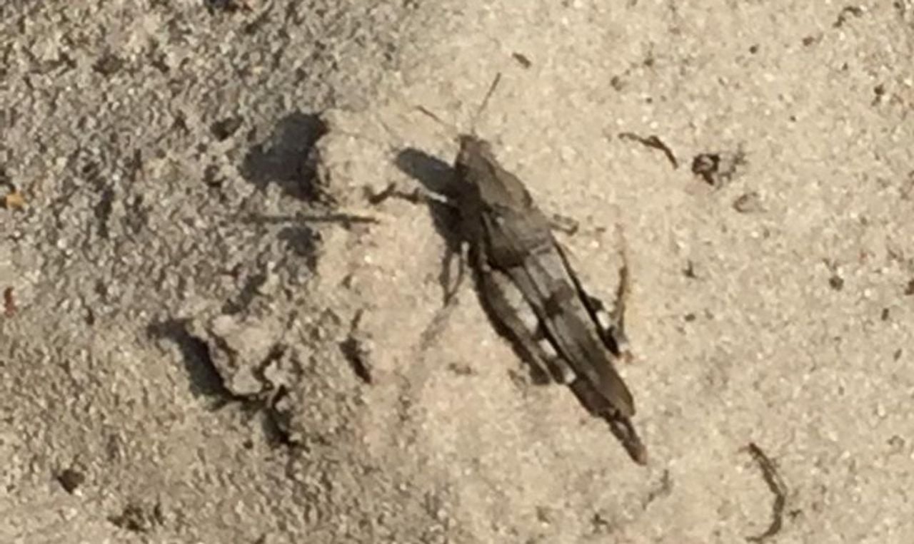 Zodra deze sprinkhaan springt zijn de blauwe ondervleugels zichtbaar (foto: Hans van Rooy)