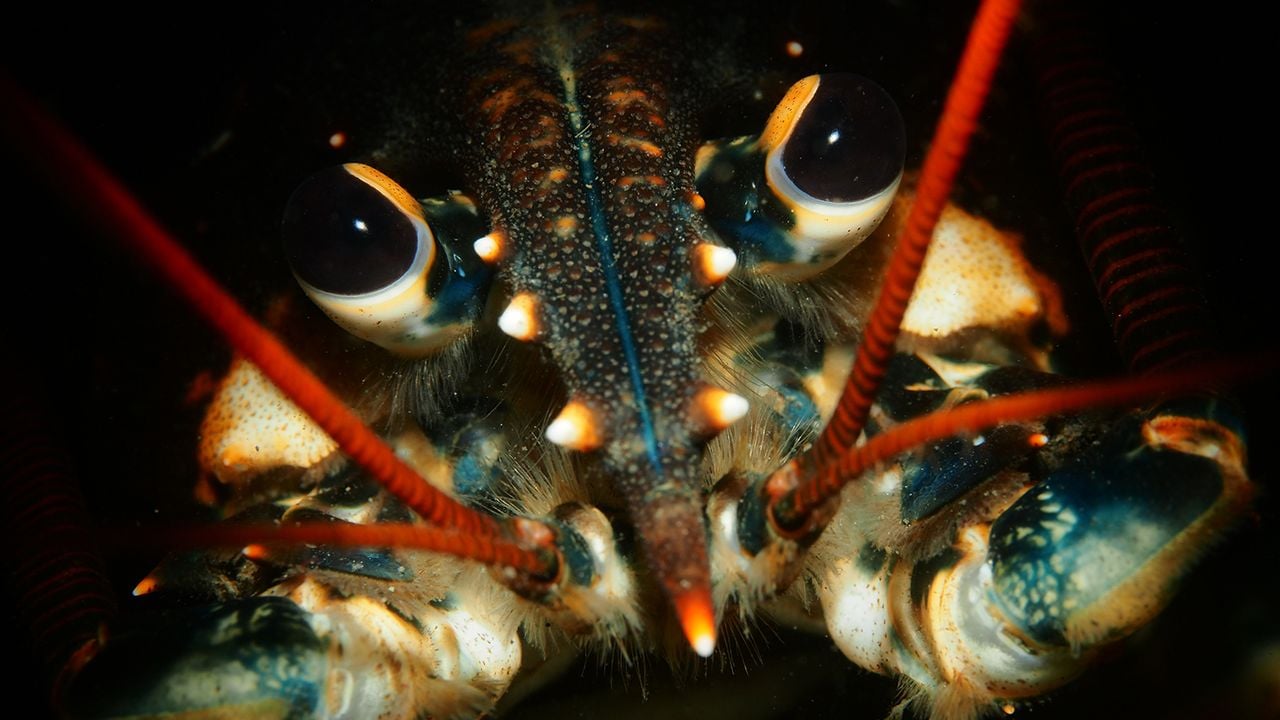 De kreeft die René fotografeerde. Foto: René Weterings