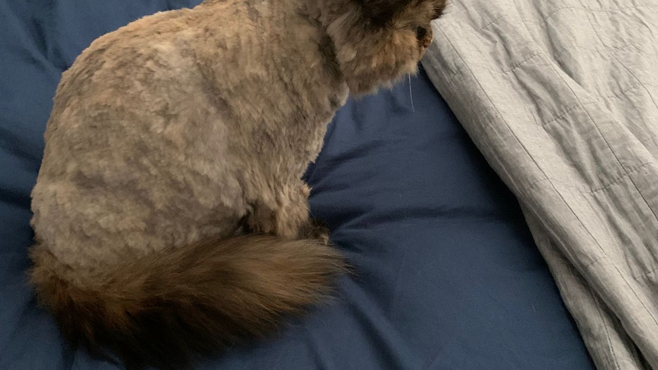 Alleen de staart en het kopje van Poekie zijn nog als vanouds (Foto: Mark Arends). 