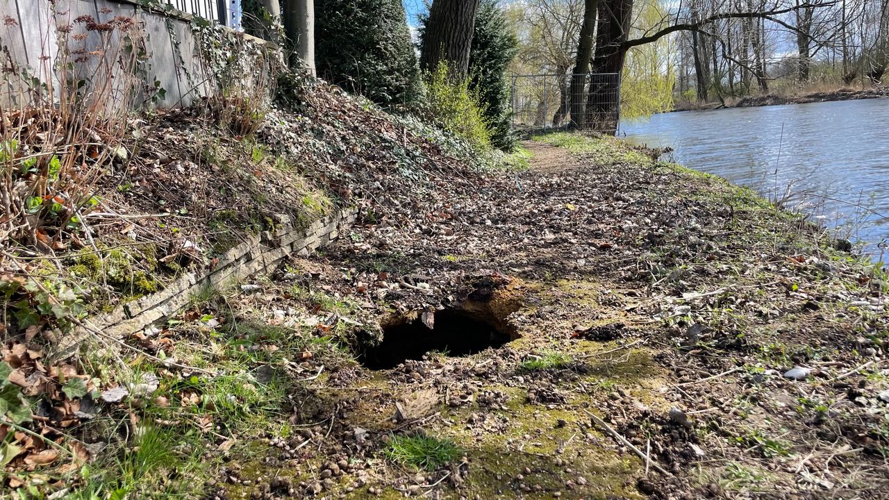 Een ingestorte bevertunnel in het wandelpad (foto: Jos Verkuijlen.)