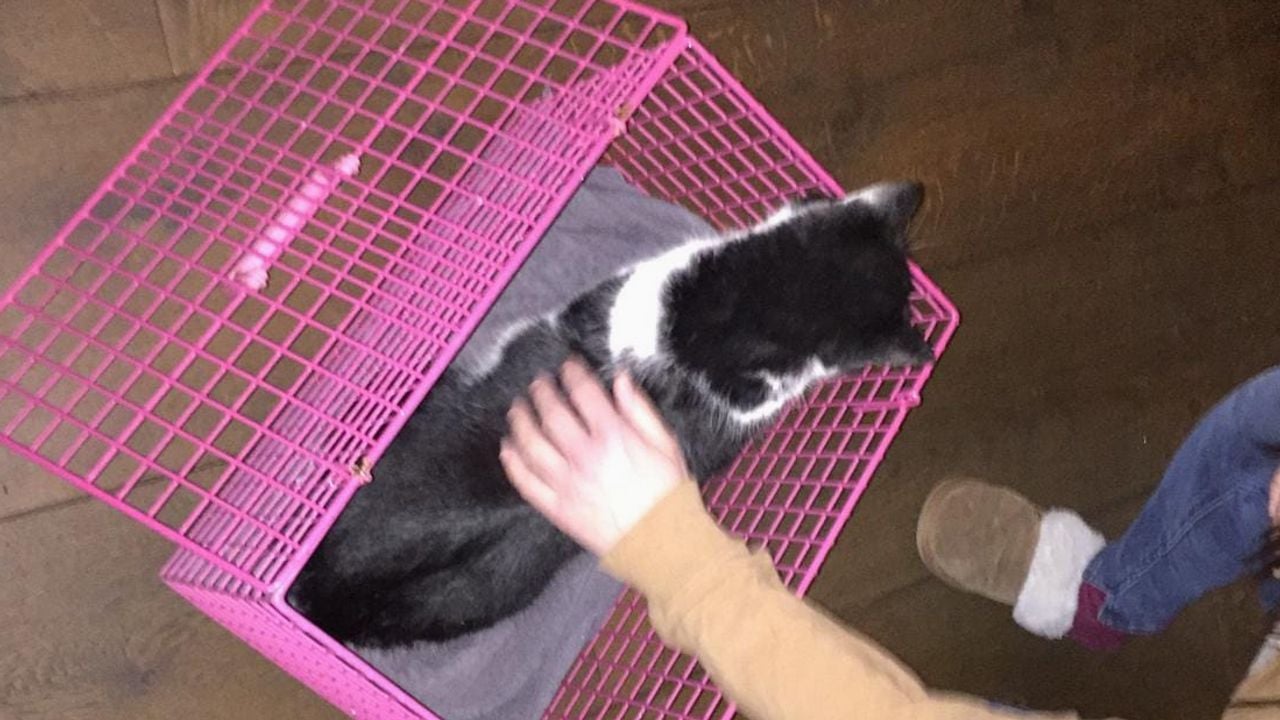 Ties is weer thuis. (Foto: Dierenambulance Brabant Noord-Oost)