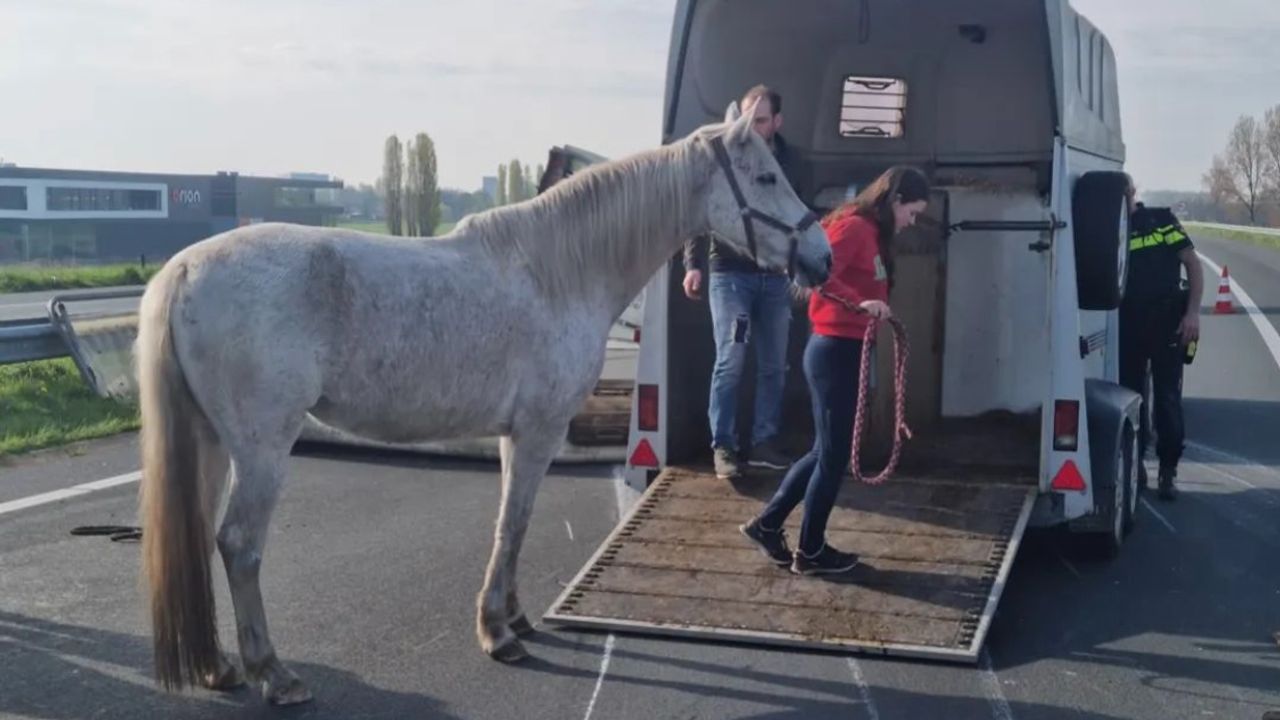 Foto: Politie Maashorst.