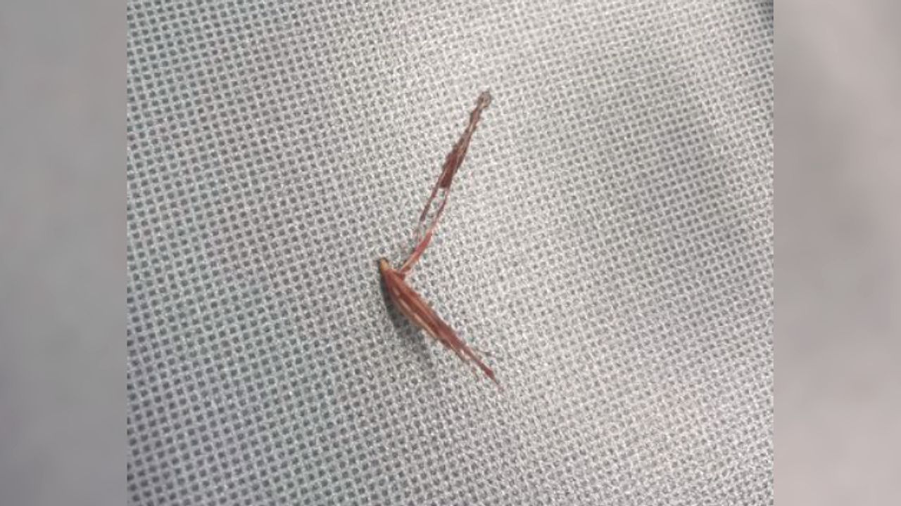 De grasaar die Willem in zijn neus had (eigen foto)