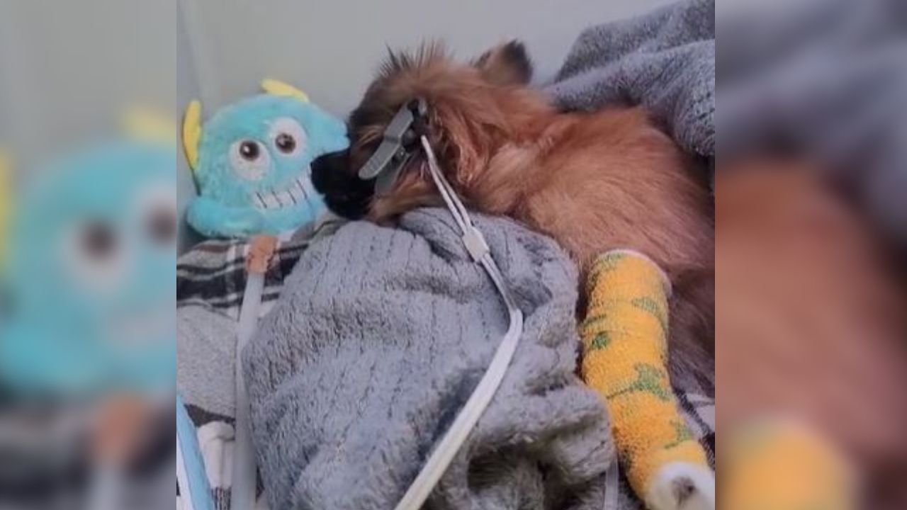 Goofy ligt op de IC aan allerlei apparatuur (foto: privé).