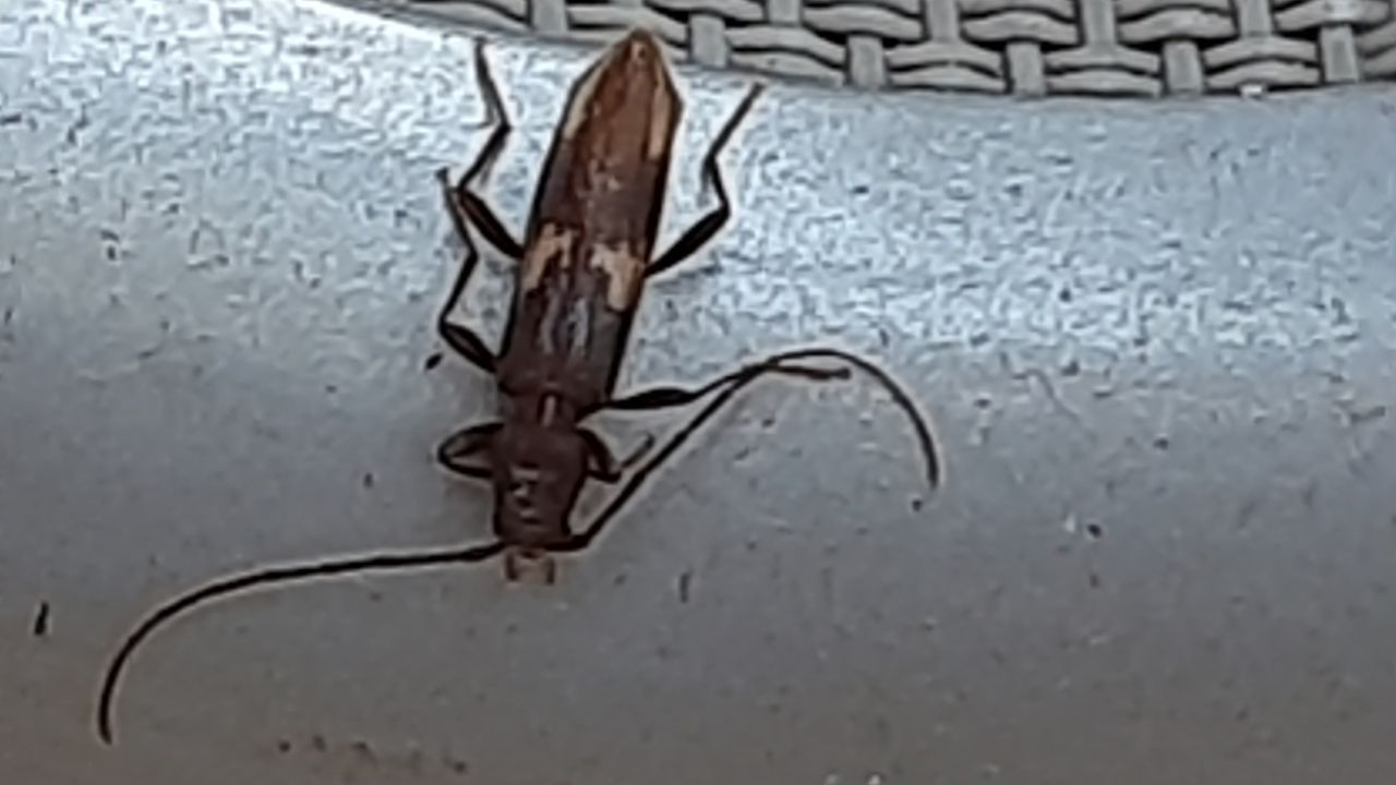 De boktor (foto: Peter Beemen).