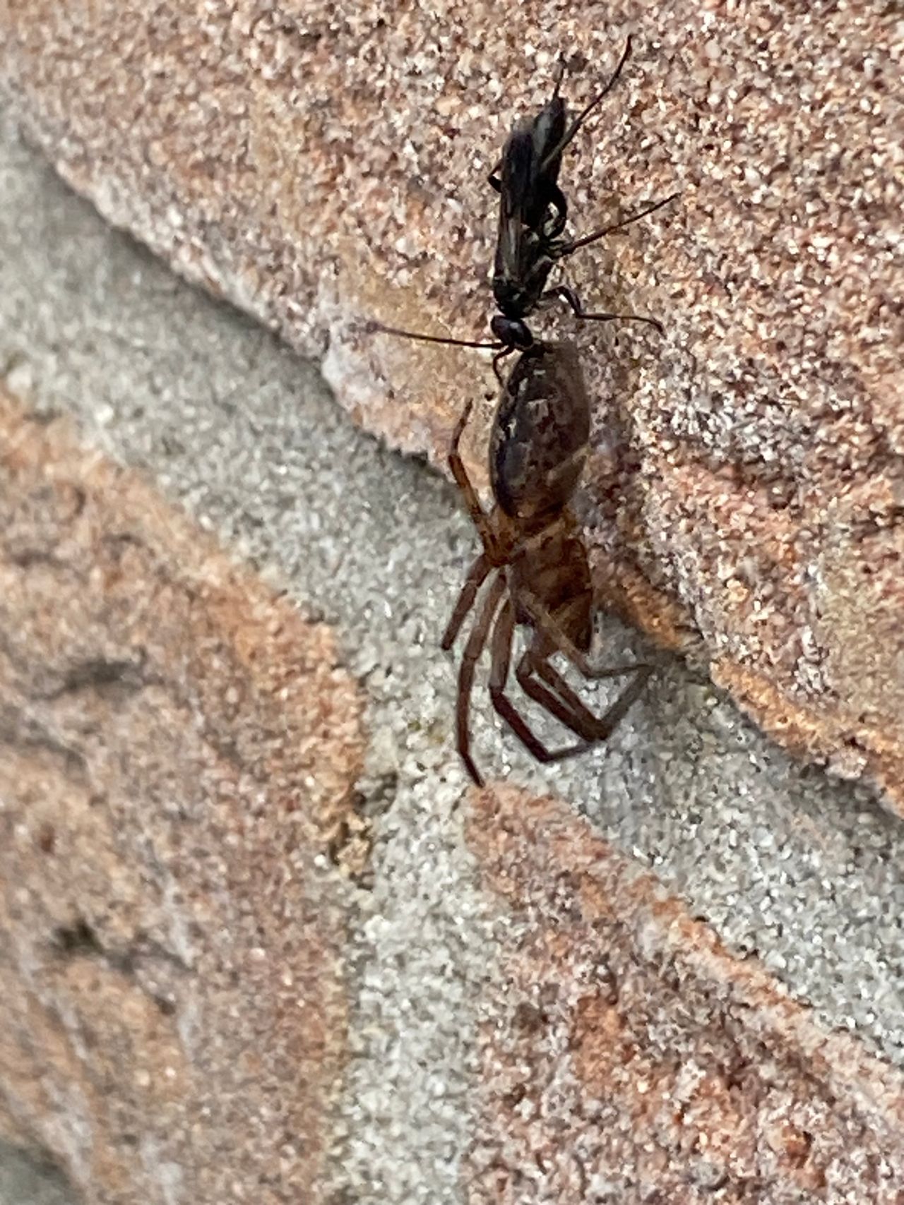 De spinnendoder (foto: Stef van Kolck).